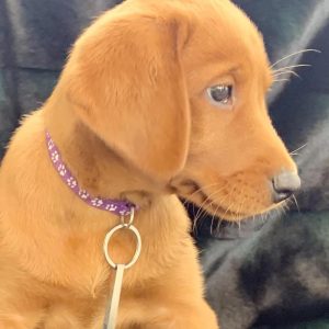 Bestevenn Replacement Dog Tag