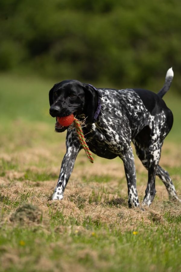 Petface Ball on a Rope - Image 4
