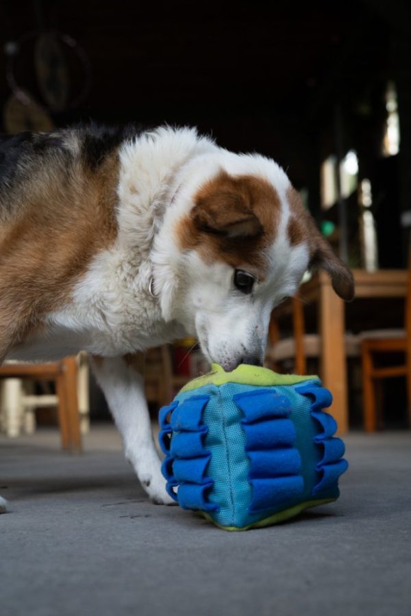 Petface Snuffle Triangle Puzzle - Image 4