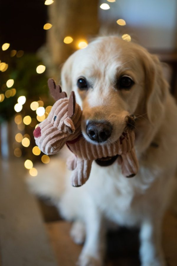 Petface Christmas Cord Reindeer - Image 6